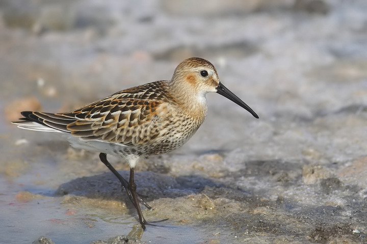 piovanello pancianera Calidris alpina alpina?